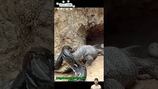 Trăn vào tận ổ kỳ đà để ăn trứng  Python hunting monitor lizard [upl. by Ty505]