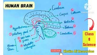 Human Brain  Human brain in pashto [upl. by Flem]