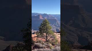 Fluttering Cobweb on the Esplanade  October 2024 Grand Canyon Adventure [upl. by Fleeman279]