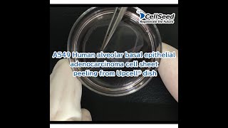 A549 Human alveolar basal epithelial adenocarcinoma cell sheet peeling from Upcell® dish [upl. by Schwartz]