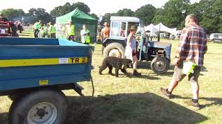 Biddenden Tractorfest 20th August 2023 video 5 [upl. by Imekawulo291]