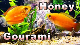 The Sweetest Gourami You Will Meet Honey Gourami Care and Breeding [upl. by Ellennod373]