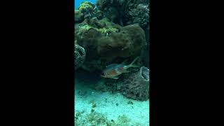 Longspine squirrelfish  Mexico🐟🇲🇽scubalove adventuresport cozumel travel amazingfish shorts [upl. by Elwyn]