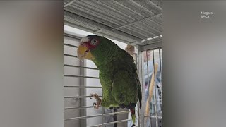 An update on Pepper the foulmouthed parrot looking for a home [upl. by Meid]