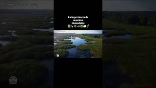 La importancia de los humedales 🏞 hábitats de muchas especies endémicas y migratorias 🐢🦆🦢🐊🐸🌾 [upl. by Oimetra]