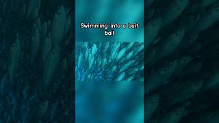 BUCKETLIST ITEM  Swimming into a bait ball 🐟🐠 fish shorts diving [upl. by Capone]