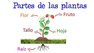 🌷 Partes de las Plantas y sus Funciones 🌻 Fácil y Rápido  BIOLOGÍA [upl. by Sisxela]