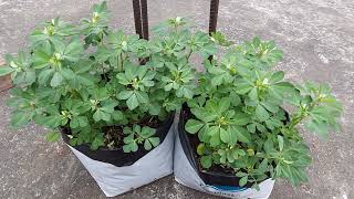 ছাদ বাগানে মেথি শাক gardening plants [upl. by Lilith7]