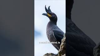 The Crested Auklet NatureLovers Crested Auklet [upl. by Turrell]