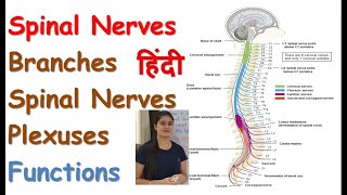 Spinal Nerves in Hindi  Spinal Nerves Branches  5 Large Spinal Nerve Plexuses  Functions [upl. by Ahsiuqal651]