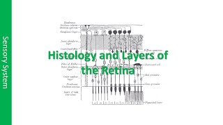 The Histology and Layers of the Retina [upl. by Enelyam]