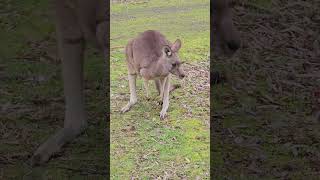 Standing mother kangaroo enjoyeverymoment shortfeed nature kangaroo wildlife victoria [upl. by Enattirb519]