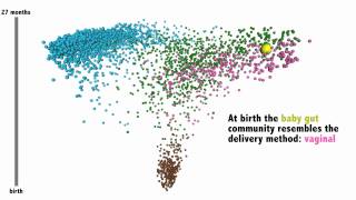 The assembly of an infant gut microbiome framed against healthy human adults [upl. by Eadas]