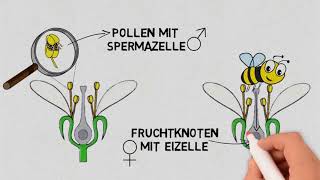 Wie vermehren sich Pflanzen und was können wir davon lernen [upl. by Adele929]