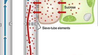 Translocation of organic solutes in Plants [upl. by Enrev289]