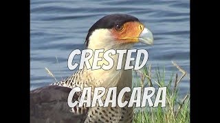 Crested CaracaraViva La Mexican Eagle [upl. by Suertemed]