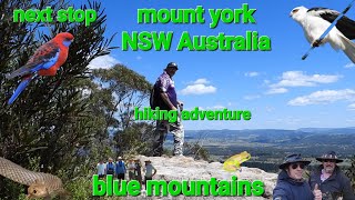 mad hiking australiaMt york NSWnextstopwhoknowswhat hiking wildlifeofaustralia birds [upl. by Kermit695]