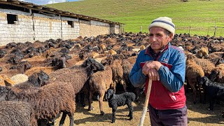 Ancient Traditions ALIVE in Modern Shepherding [upl. by Nalliuq158]