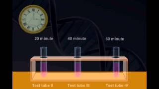 SemiConservative Law Of DNA Replication and meselson and stahl experiment [upl. by Yunick]