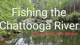 Chattooga River Fishing Trout Bass and Bream [upl. by Ardie]