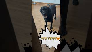 My Dog Loves Me trending doglover dog [upl. by Coke466]