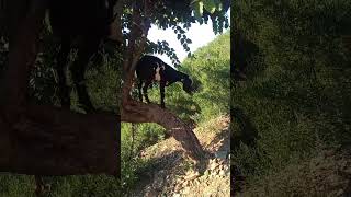 goat baby  cute goat  climbing tree  beautiful lovely animal Mountain grazers Mountain goat [upl. by Ennayr465]