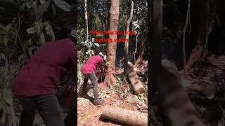 From Kerala tree kating sobai like share comment subscribe korban [upl. by Betti]