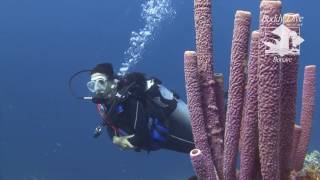 Buddy Dive Resort Bonaire [upl. by Diver]