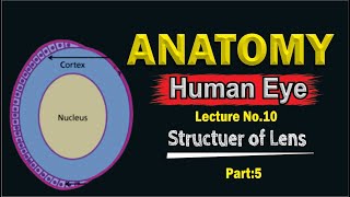 Anatomy of Eye Lens  Structure of Eye Lens  Nuclei of Eye Lens [upl. by Queston]