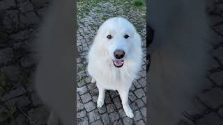 Pyrenean Mountain Dog [upl. by Notlim832]