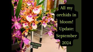 All my orchids in bloom Update September 2024 D [upl. by Aneehsirk]