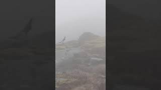 Ptarmigan  bird birds norway lofoten grouse fog [upl. by Agretha235]