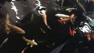 Unique amp rare ornamental koi carp fish  Beautiful amp relaxing fish pond [upl. by Sucramej]