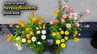 Growing Strawflowers from Seed  Step by Step [upl. by Eicats967]