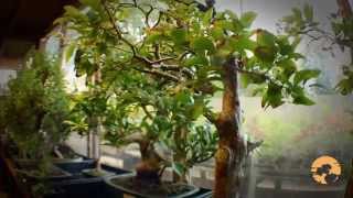 How to buy bonsai Trees a Guide to Choosing Bonsai Trees for Beginners [upl. by Mattland]