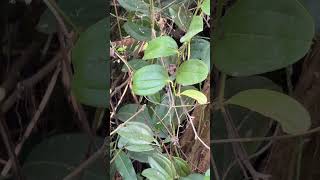 Smilax zeylanica leaves [upl. by Eidoc]