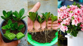 How to grow azalea plant from cuttings in simple way with updates [upl. by Fredrika727]