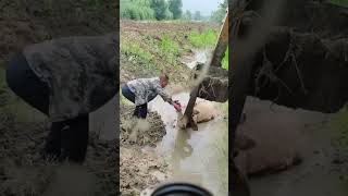 The rescue process of a cow stuck in a mud pit [upl. by Dnomayd230]