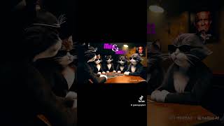 La Catsa Nostra Mafia planning a hit on rival Catmorra Gang cats kitten kitty kittycat [upl. by Selden]