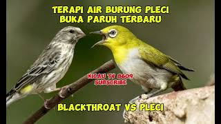 Terapi Air Burung Pleci Dakun Auriventer PASTI NGOTOT NGALAS BUKA PARUH  Zosterops Water Therapy 4 [upl. by Trinette636]