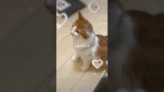 わが家のニャンTube☆むぎちゃん cat [upl. by Tan110]