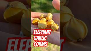 Elephant Garlic Corms [upl. by Ameh]