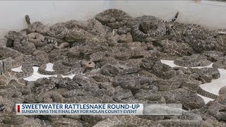 Sweetwater Rattlesnake Roundup A West Texas Tradition [upl. by Otsenre]