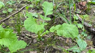 🥬How To Fix Your Brassica Plot 🥬 [upl. by Atniuq855]