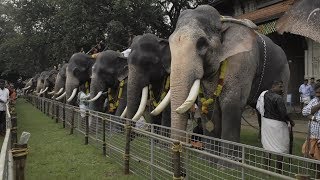 Assignment Asia Elephants of Kerala [upl. by Rudolph710]