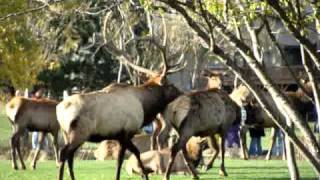 Elk Mating Season [upl. by Humphrey]