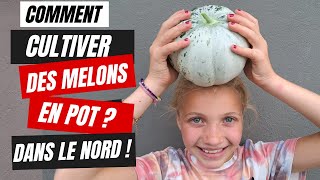 Comment cultiver le melon en pot et dans le Nord [upl. by Iral]