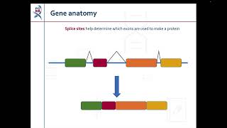 Haplotypes and Star Alleles [upl. by Donald]