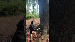 Bluetick Coonhound  July 7th 2024 [upl. by Akerehs]