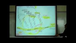 TRANSCRIPTION TRANSLATION amp THE FORMATION OF UREA amp URIC ACID by Professor Fink [upl. by Traver188]